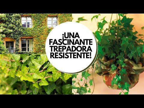 Descubre los tipos de hiedras más populares: guía completa