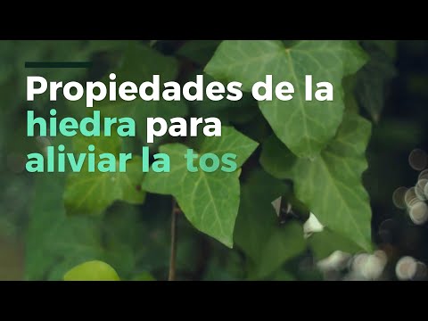 hojas de hiedras