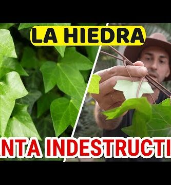 hiedra hojas secas