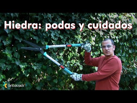 Cómo cortar hiedras: guía paso a paso para un jardín impecable