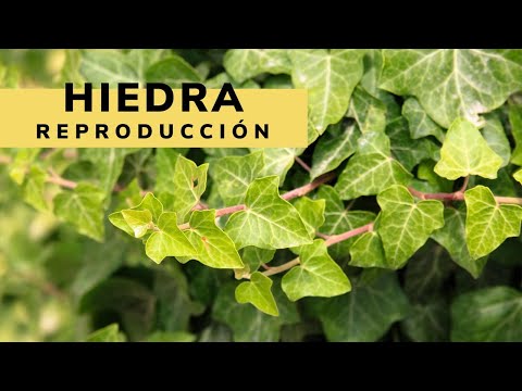 hiedra vivero