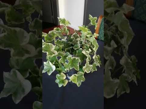 Hiedras: Descubre los secretos de estas plantas trepadoras