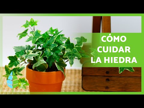 cuidados hiedra en maceta