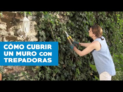 hiedra para pared
