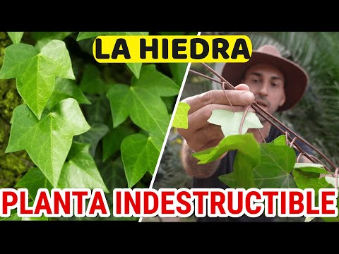 hiedra flor