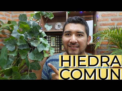 cuidados hiedras trepadoras