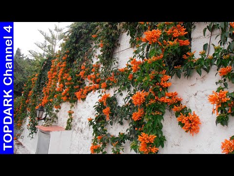 Hiedras Variedades: Descubre las Mejores Opciones para tu Jardín