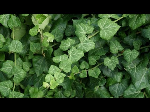 Fotos de hiedras trepadoras: Descubre la belleza natural en imágenes