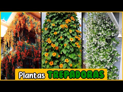 Hiedras con flores: Belleza natural en tu jardín