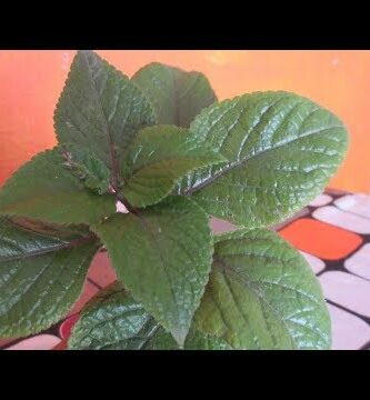 hiedra sueca morada cuidados