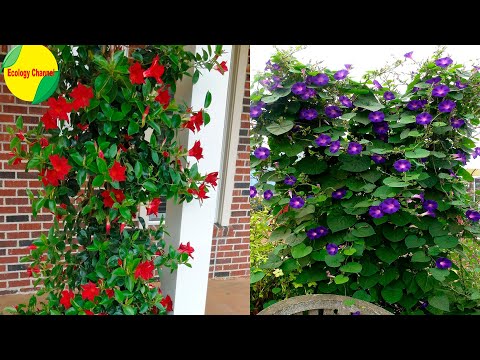 Plantas colgantes: descubre las maravillas de las hiedras